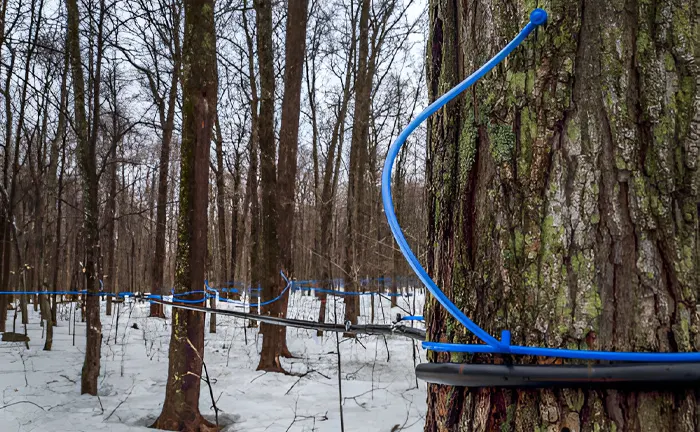 Blue tubing system attached to trees in a snowy forest, used for sap collection and pest management.