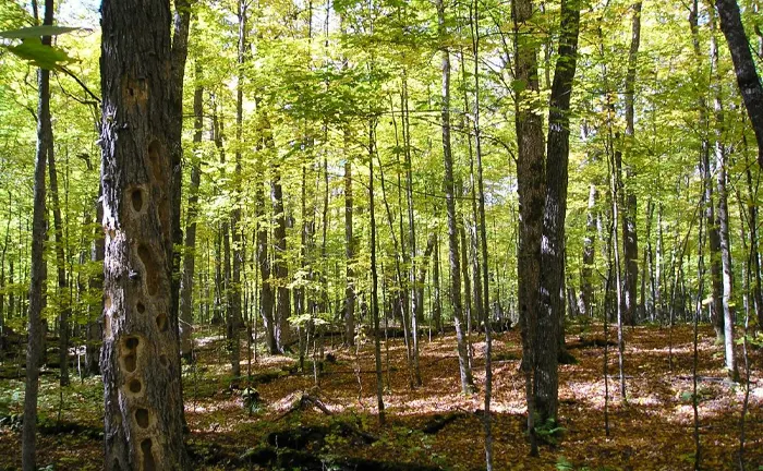 Lush deciduous forest with sunlight filtering through vibrant green leaves, showcasing diverse tree species and a leaf-covered forest floor, symbolizing biodiversity protection.