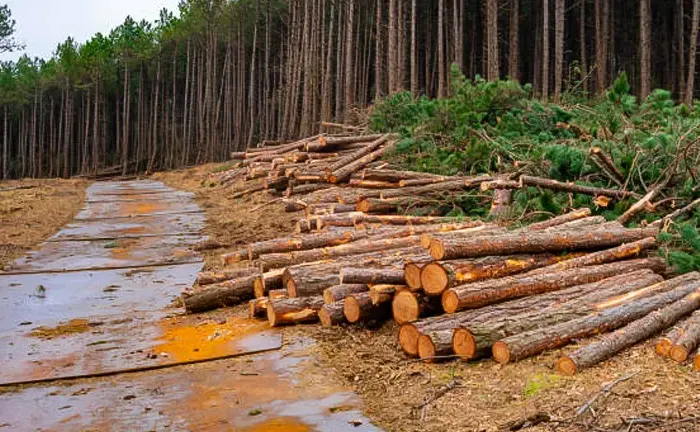 8 Common Mistakes in Sustainable Forestry