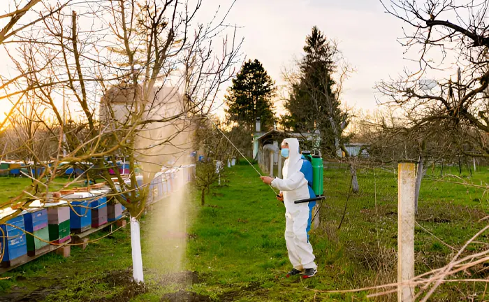 A person in protective gear manually spraying pesticide in an orchard at sunset.