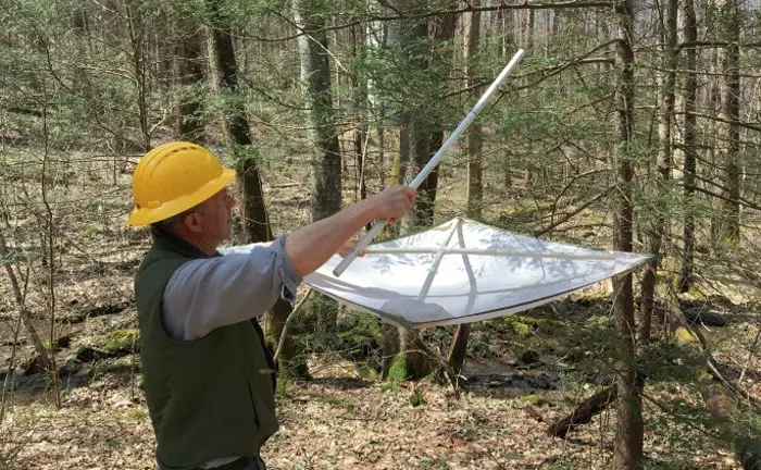 Forestry worker using a large insect net for pest monitoring in a forest.