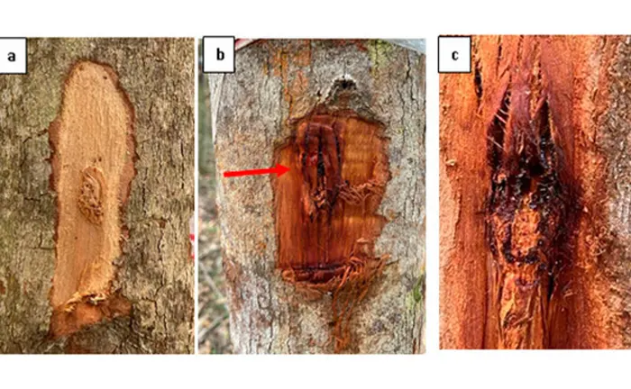 Tree bark showing various stages of disease infection, essential for understanding forest disease control methods