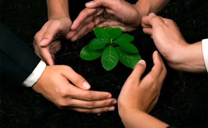 Several hands of diverse individuals encircle a small plant in soil, symbolizing cooperative efforts in forest management for climate change mitigation.