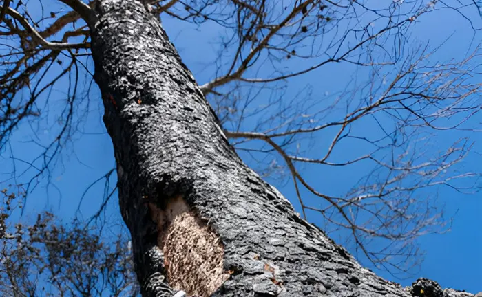 Tree with damaged bark and exposed trunk, suggesting disease or pest damage, against a clear blue sky.