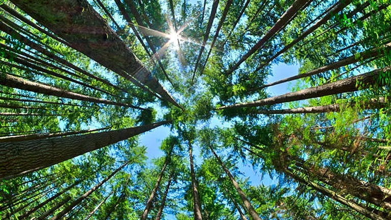 Looking up through a dense forest of tall trees with sunlight peeking through the canopy.