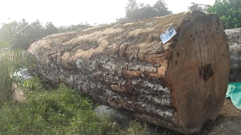 Large, rough-cut log lying on the ground, showing its textured surface.