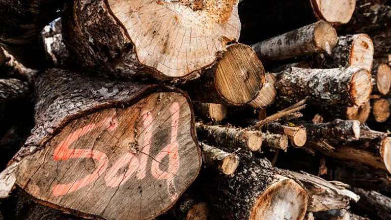 A pile of cut logs with the word 'Sold' spray-painted in red on the end of one log.