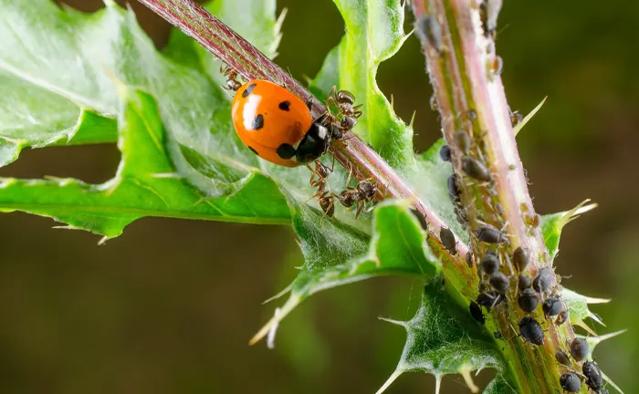 Ladybug and ants interacting on a plant stem infested with aphids, demonstrating biological pest control.