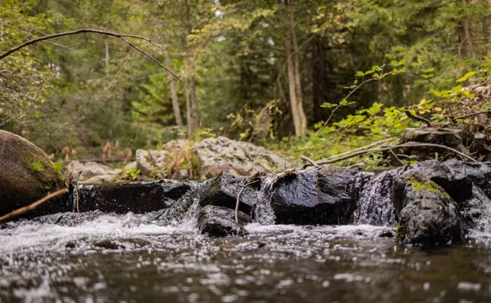 How Does Forest Management Benefit Ecosystems