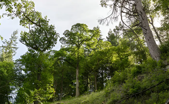 5 Secrets to Thriving Forests: Sustainable Forestry Revealed