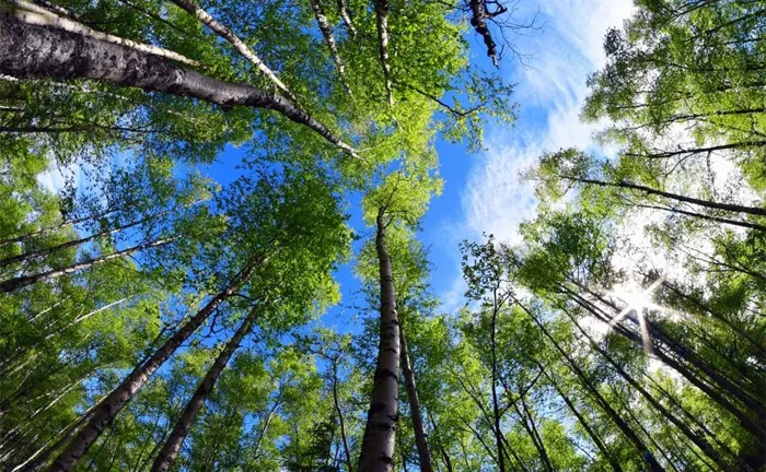 10 Things to Know Before Transitioning to Sustainable Forestry