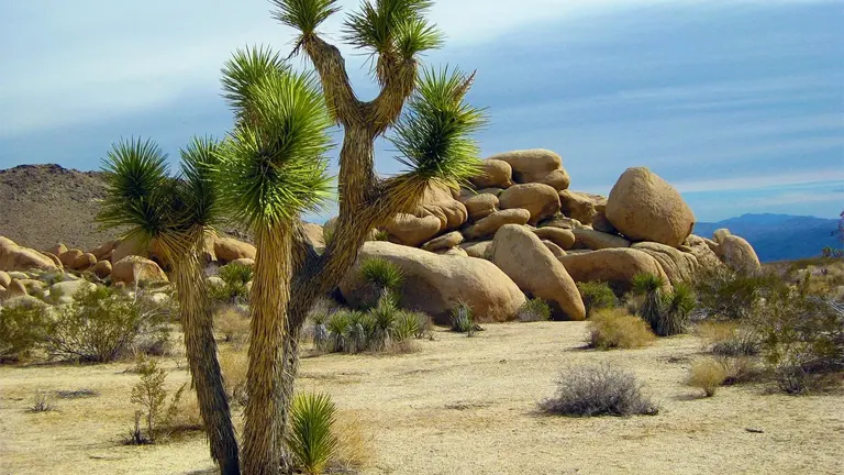 Desert ecosystem with Joshua trees and rocky terrain.