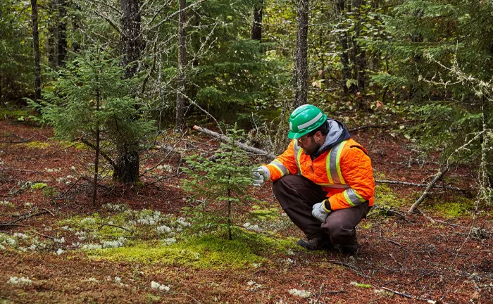 Essential Forest Disease Control Methods Every Forester Should Know