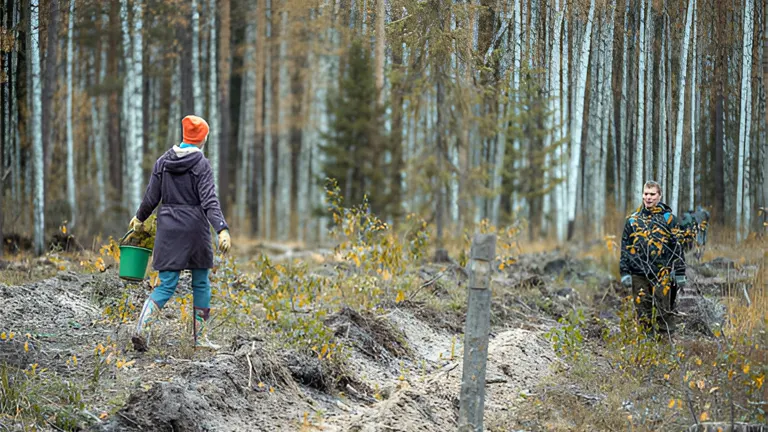 People planting trees in a forest restoration project.