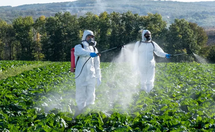 Two workers in protective suits spraying pesticides in a field, demonstrating chemical control methods for forest disease management.