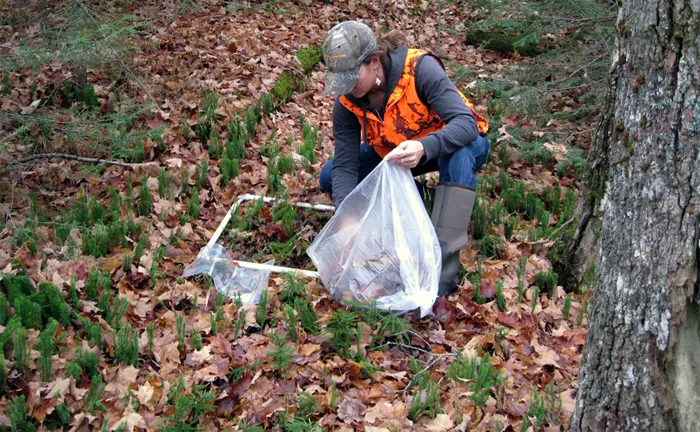 Forestry professional inspecting a trap for pest monitoring in a forest setting.