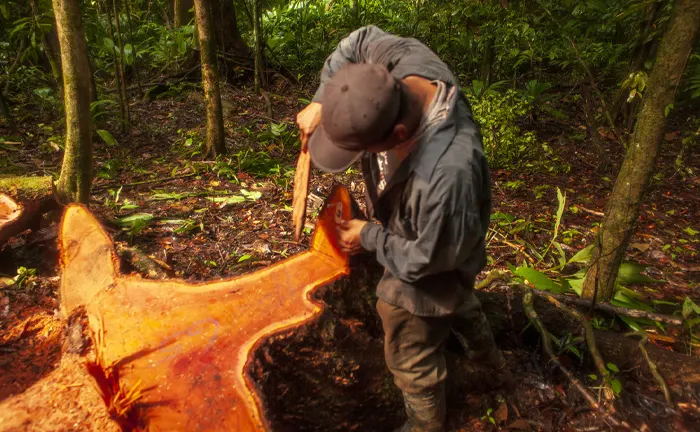 Forester treating a freshly cut tree stump with chemicals to prevent disease in a tropical forest.