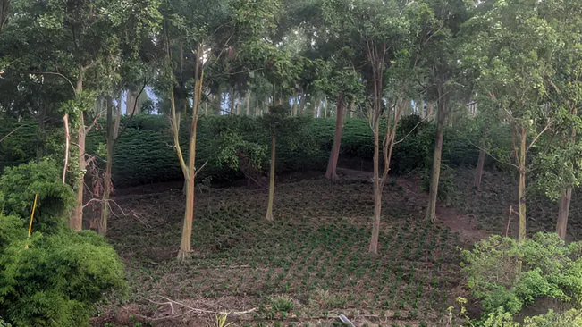 Forest area with young plants growing under tall trees, promoting sustainable land use.






