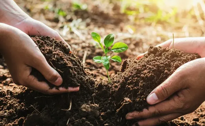 Hands planting a young tree, symbolizing biodiversity conservation and climate protection