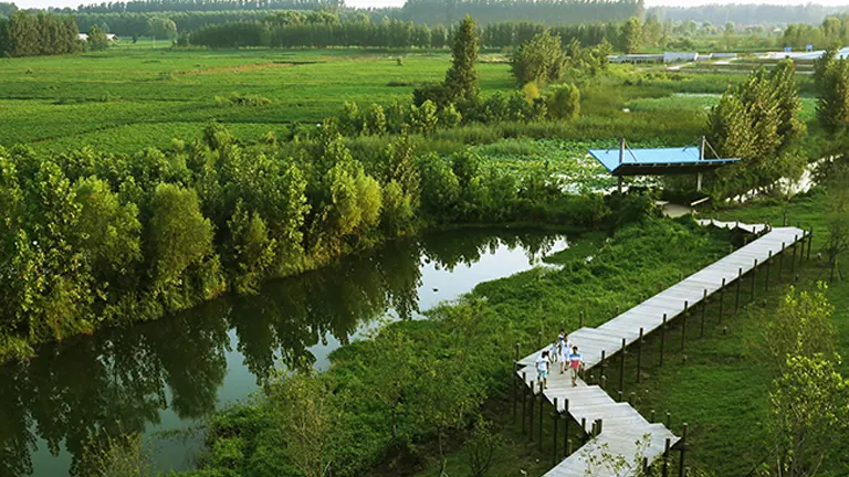 Wetland restoration area with a boardwalk and lush greenery.