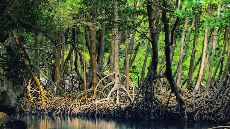 Mangrove forest with exposed roots along the water's edge.