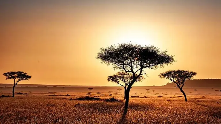 Savanna landscape with scattered acacia trees at sunset.