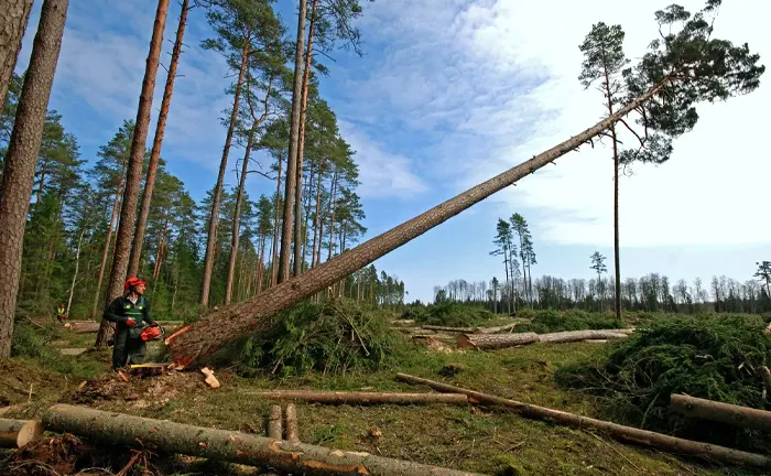 Lumberjack felling a large tree in a forest.