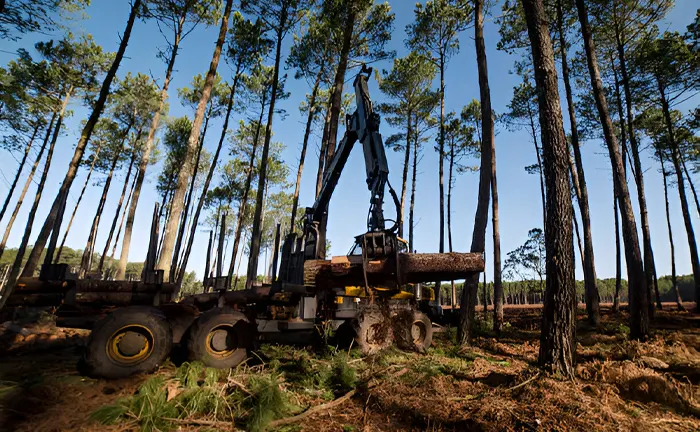 Forestry machine loading logs in a dense forest.