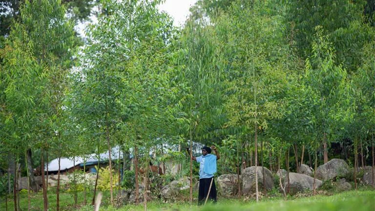 A person tending to young trees in a reforestation effort.