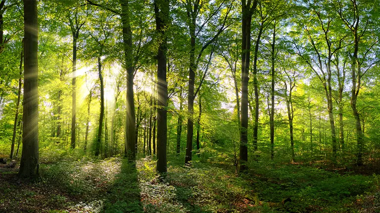 Sunlight filtering through a dense, restored forest.