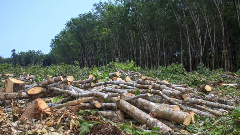 Piles of cut trees on a cleared area, highlighting deforestation issues.