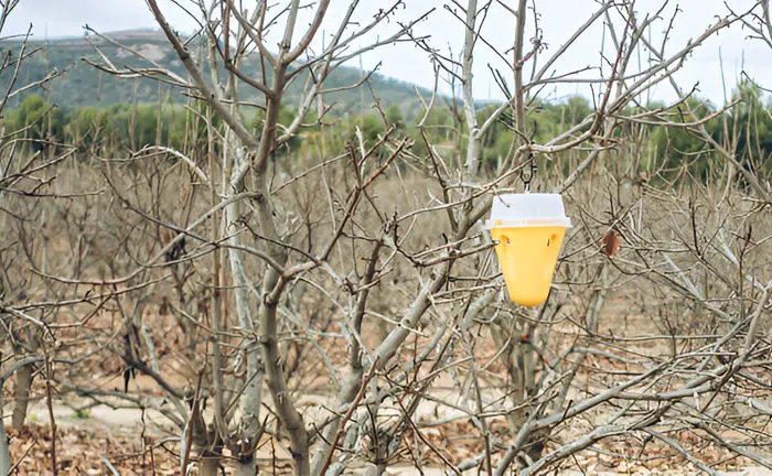 Insect trap hanging on a barren tree in a deforested area for disease and pest control monitoring.