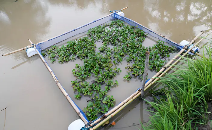 Floating aquatic plants in a controlled water setup, illustrating biodiversity's role in water purification and climate mitigation.