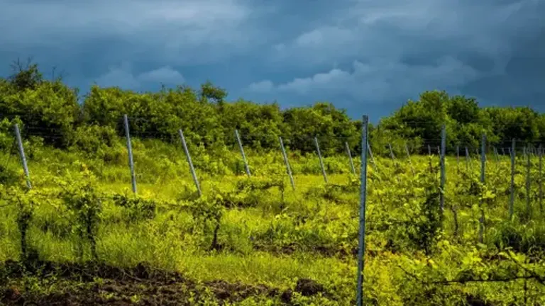 A newly restored field with young plants and protective fencing under a cloudy sky.