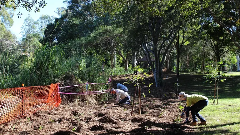 Volunteers planting trees in a forest restoration project.