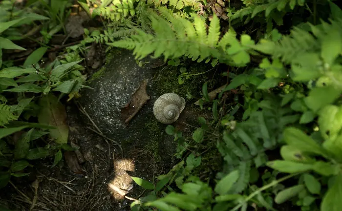 Pest Management Techniques for Forest Ecosystems