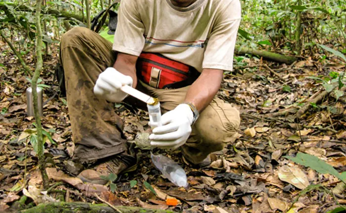 Forester collecting soil samples in the forest, demonstrating diagnostic techniques for disease control.