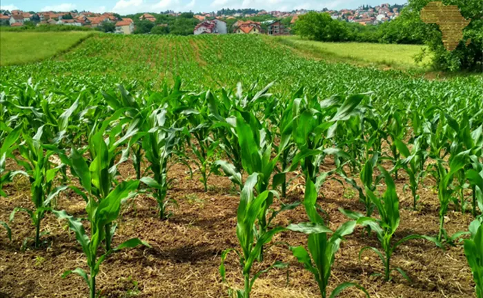 A thriving crop field near a village, demonstrating the link between agricultural biodiversity and climate resilience.