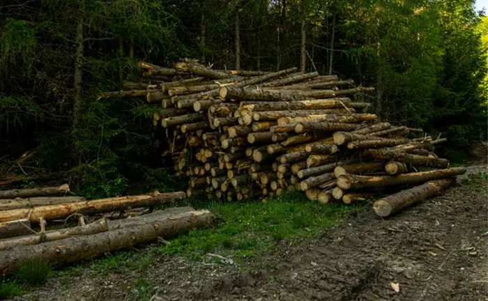 Top 21 Lumber Industry Statistics To Know