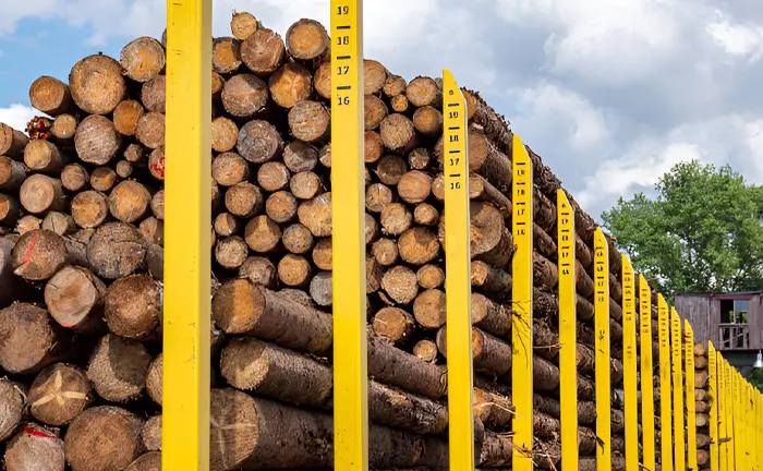 Stacked logs measured against yellow vertical markers with height indicators.