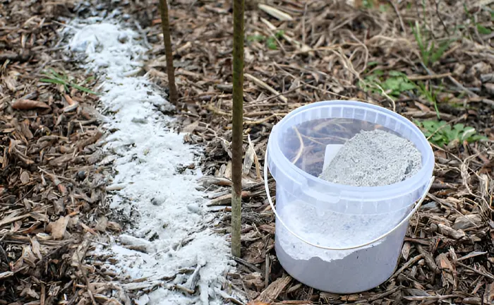 Soil treatment with lime around tree bases to prevent forest diseases.