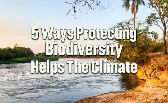 5 Ways Protecting Biodiversity Helps the Climate