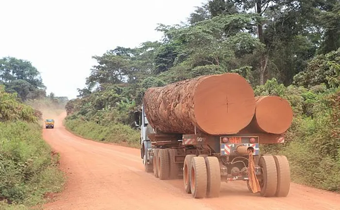 Truck transporting large logs on a dirt road in a forested area.