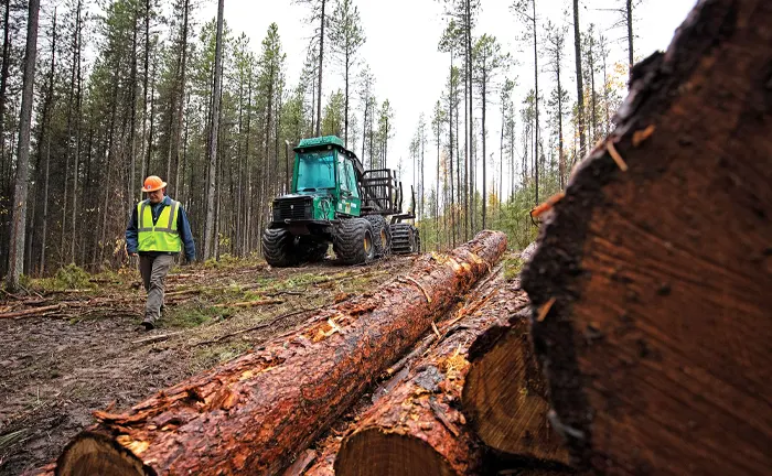 Forestry worker walking near logs with a logging machine in a dense forest.