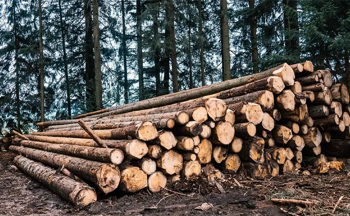 Stack of freshly cut logs piled in a forest.