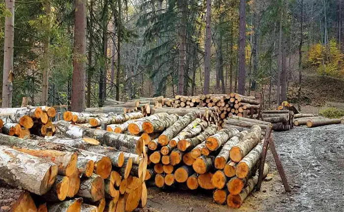 Stacks of cut logs arranged in a forest clearing.