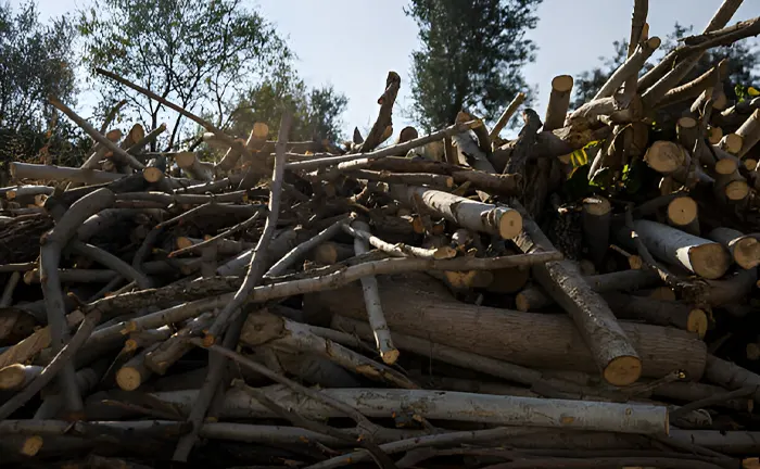 Pile of cut tree branches and logs in a forested area.