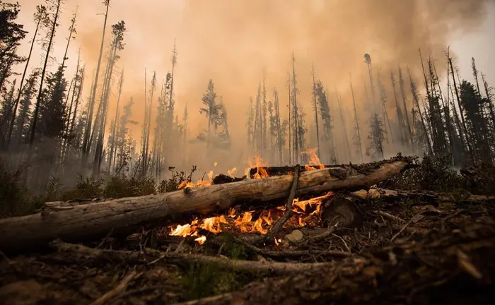 Forest wildfire burning fallen logs with smoke rising.