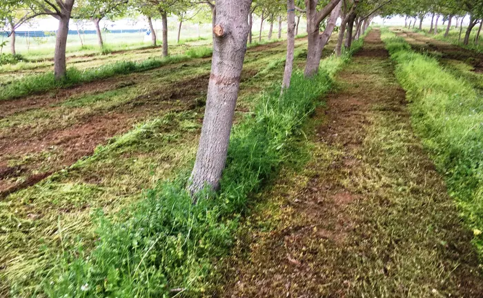 Forest Management with evenly spaced trees and maintained undergrowth for wildfire prevention