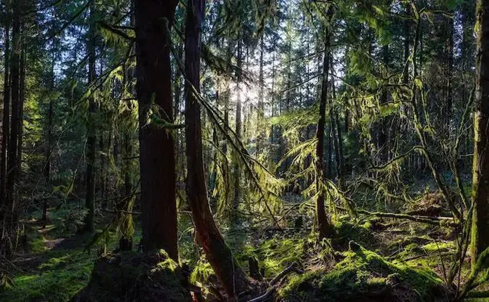 Sunlit dense forest with moss-covered trees and floor, illustrating a healthy forest ecosystem.